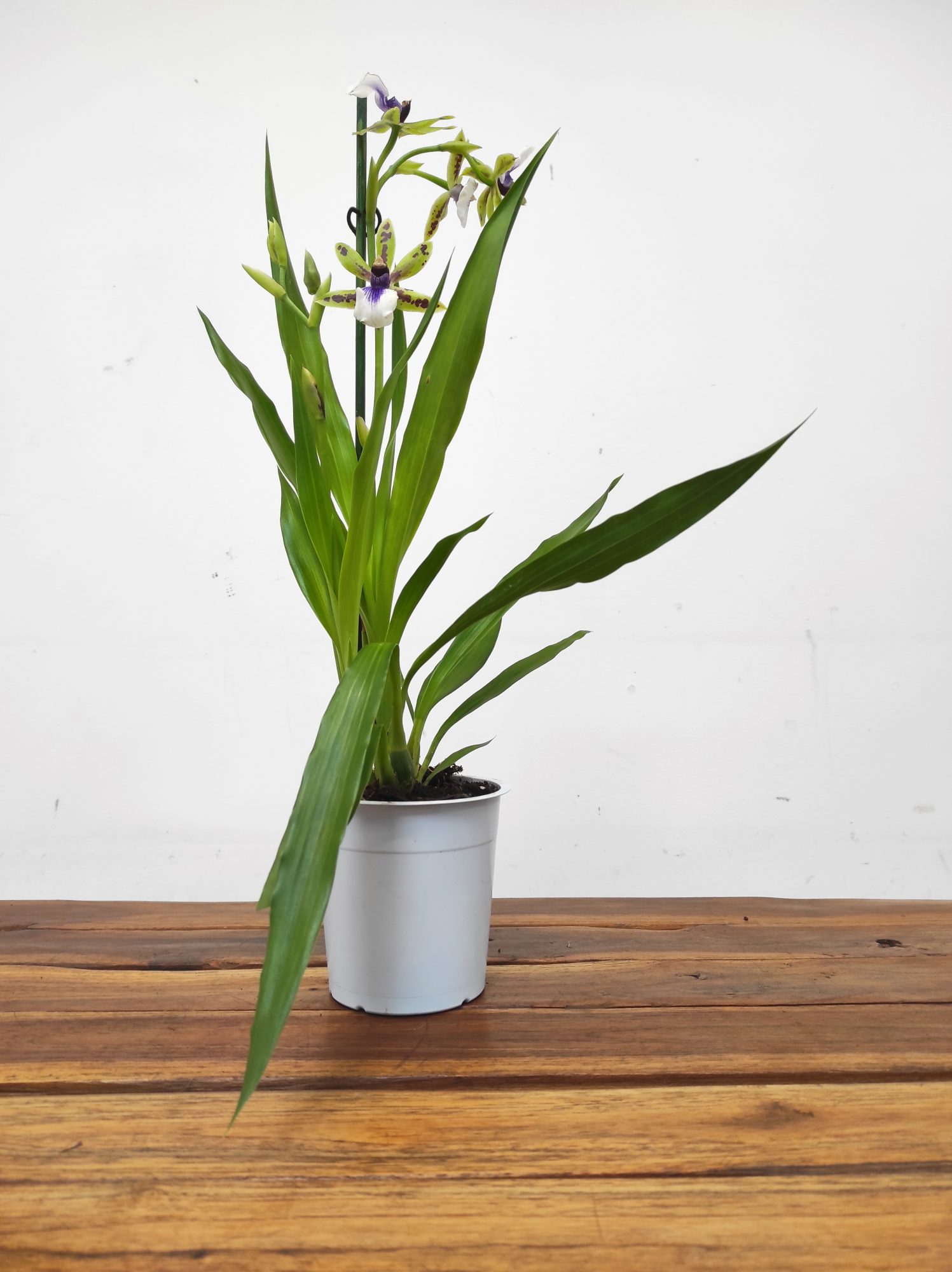 Zygopetalum 'Louisendorf' - Image 2