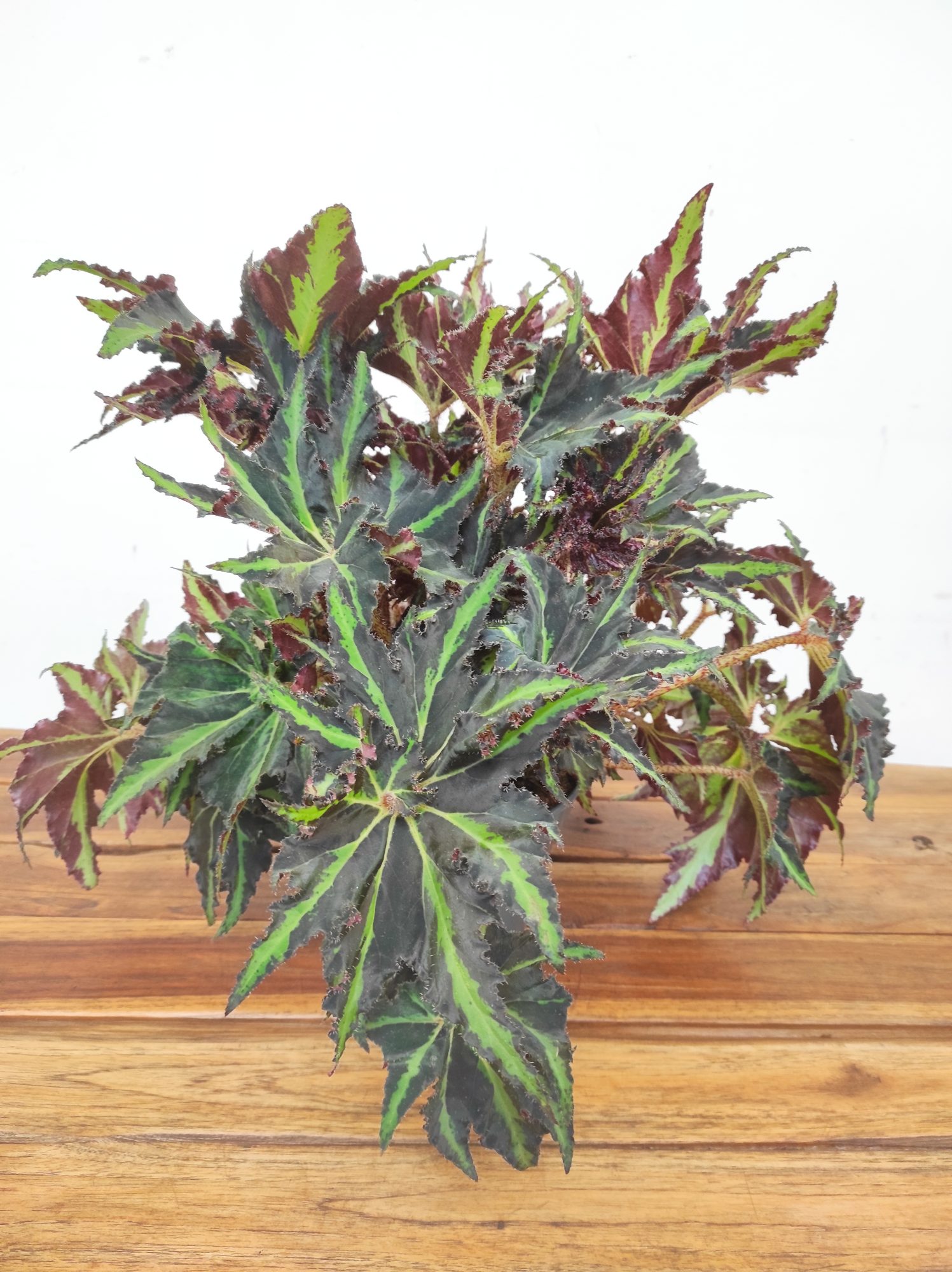 Begonia Rex ‘Lion Dance’ - Image 2