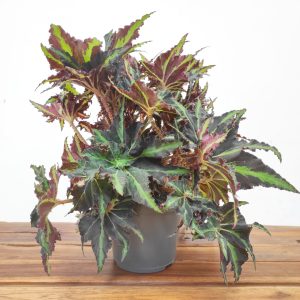 Begonia Rex ‘Lion Dance’