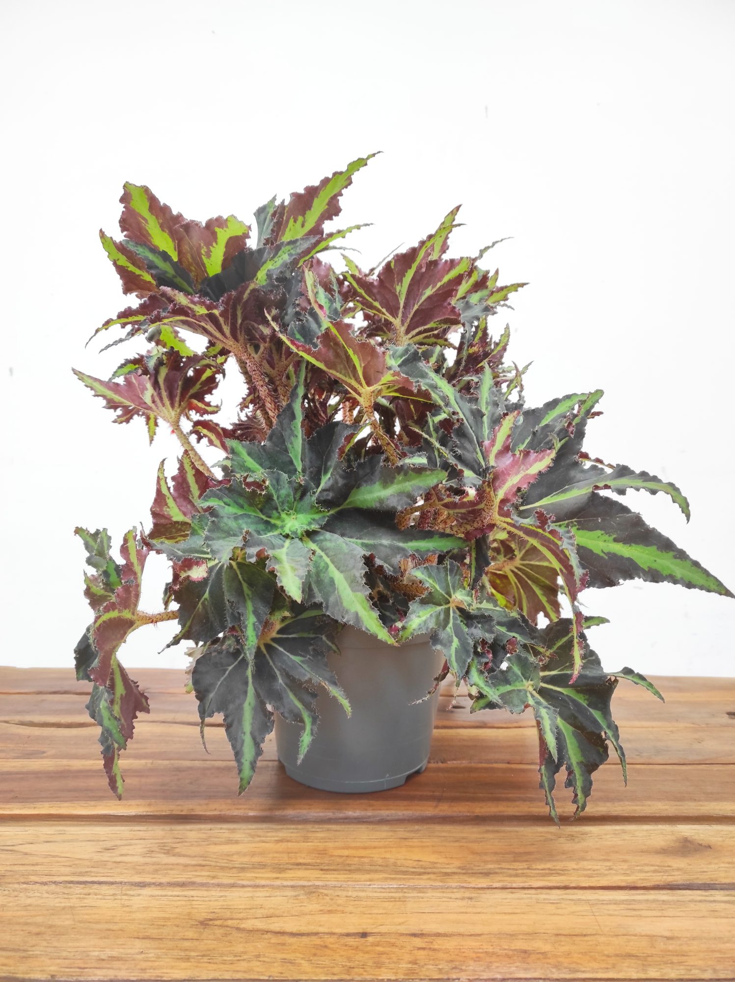 Begonia Rex ‘Lion Dance’