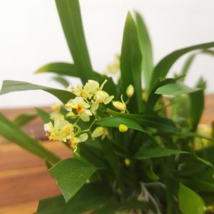 Oncidium Twinkle ' Yellow Claw' - Montagem