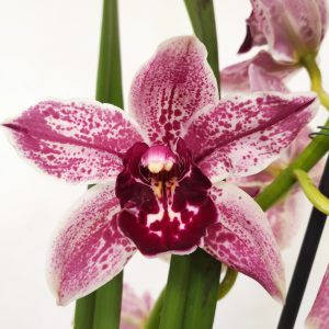 Cymbidium Pink Floyd V.14