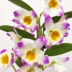 Dendrobium Nobile