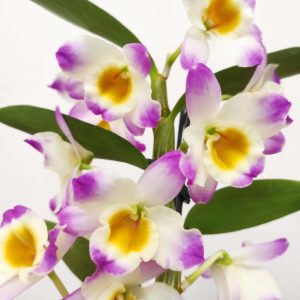 Dendrobium Nobile