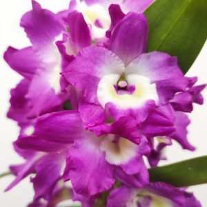 Dendrobium Nobile