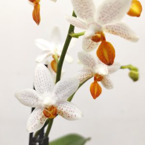 Phalaenopsis Mini Mark V.12