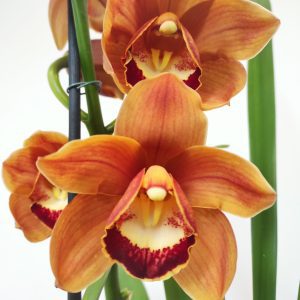 Cymbidium Especial Sweet Orange - Flor Grande (10 cm)