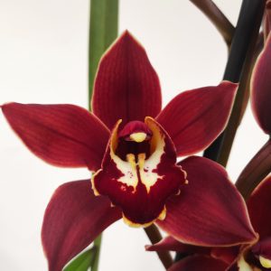 Cymbidium Especial Charles Mohrle - Flor Grande (11 cm)