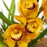 Cymbidium Marron Cake 3-4 Hastes V.14