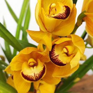 Cymbidium Marron Cake 3-4 Hastes V.14