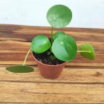 Pilea Peperomioides V.13