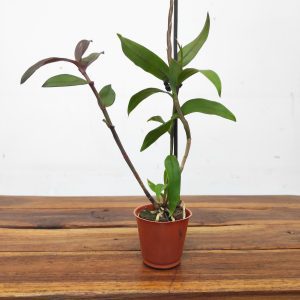 Epidendrum Anika Hassinger