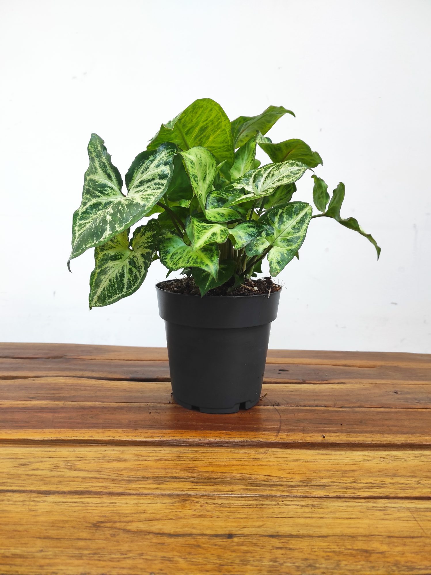 Syngonium 'Arrow' - Image 2