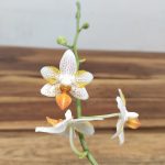 Phalaenopsis Mini Mark V.12