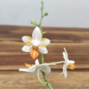 Phalaenopsis Mini Mark V.12