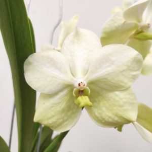 Vanda
