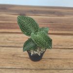 Anoectochillus Siamensis x Roxburghii  - V.5