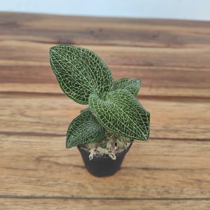 Anoectochillus Siamensis x Roxburghii  - V.5