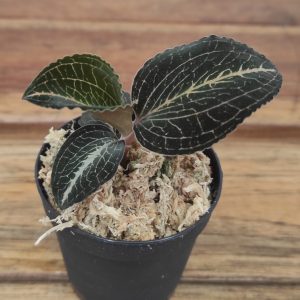 Anoectochilus Roxburghii - V.5