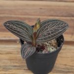 Anoectochilus 'Spiderman' - V.5