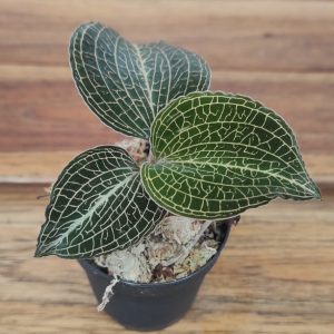 Anoectochillus Formosanus x Burmanicus - V.5