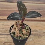 Ludisia Discolor - V.5