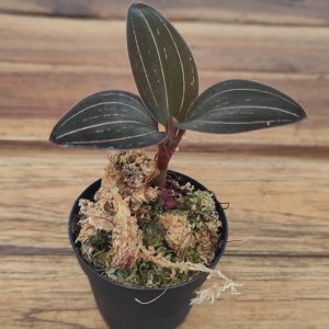 Ludisia Discolor - V.5