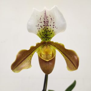 Paphiopedilum Maggie Bruges - V.11