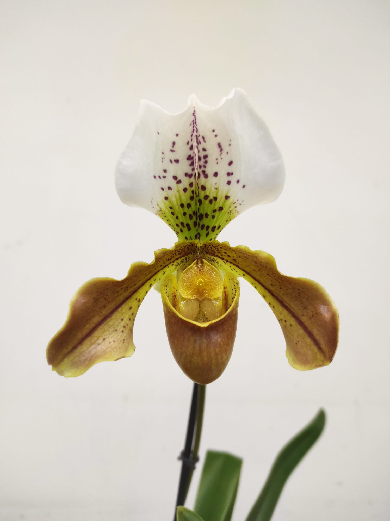 Paphiopedilum Maggie Bruges - V.11