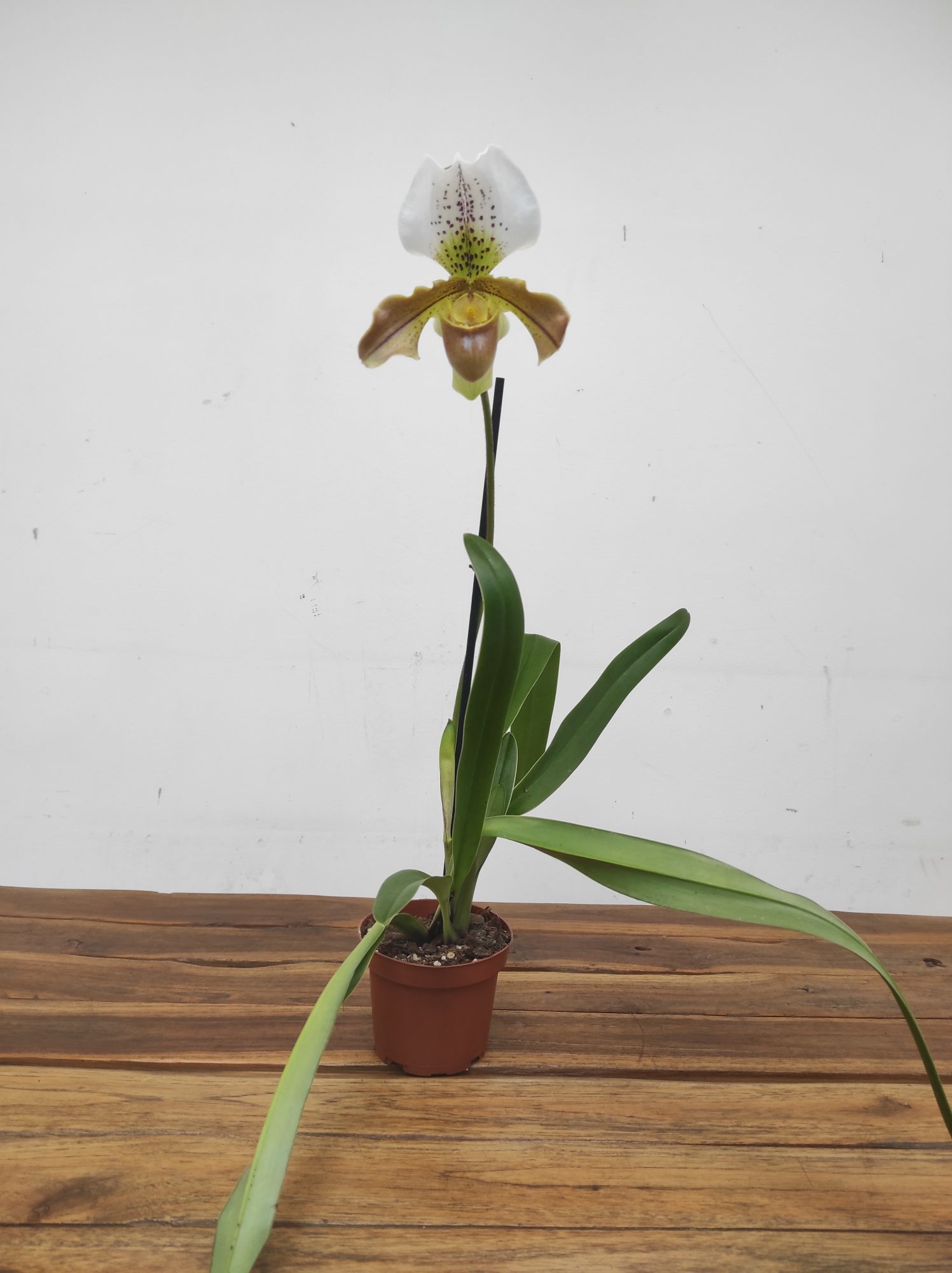 Paphiopedilum Maggie Bruges - V.11 - Image 2