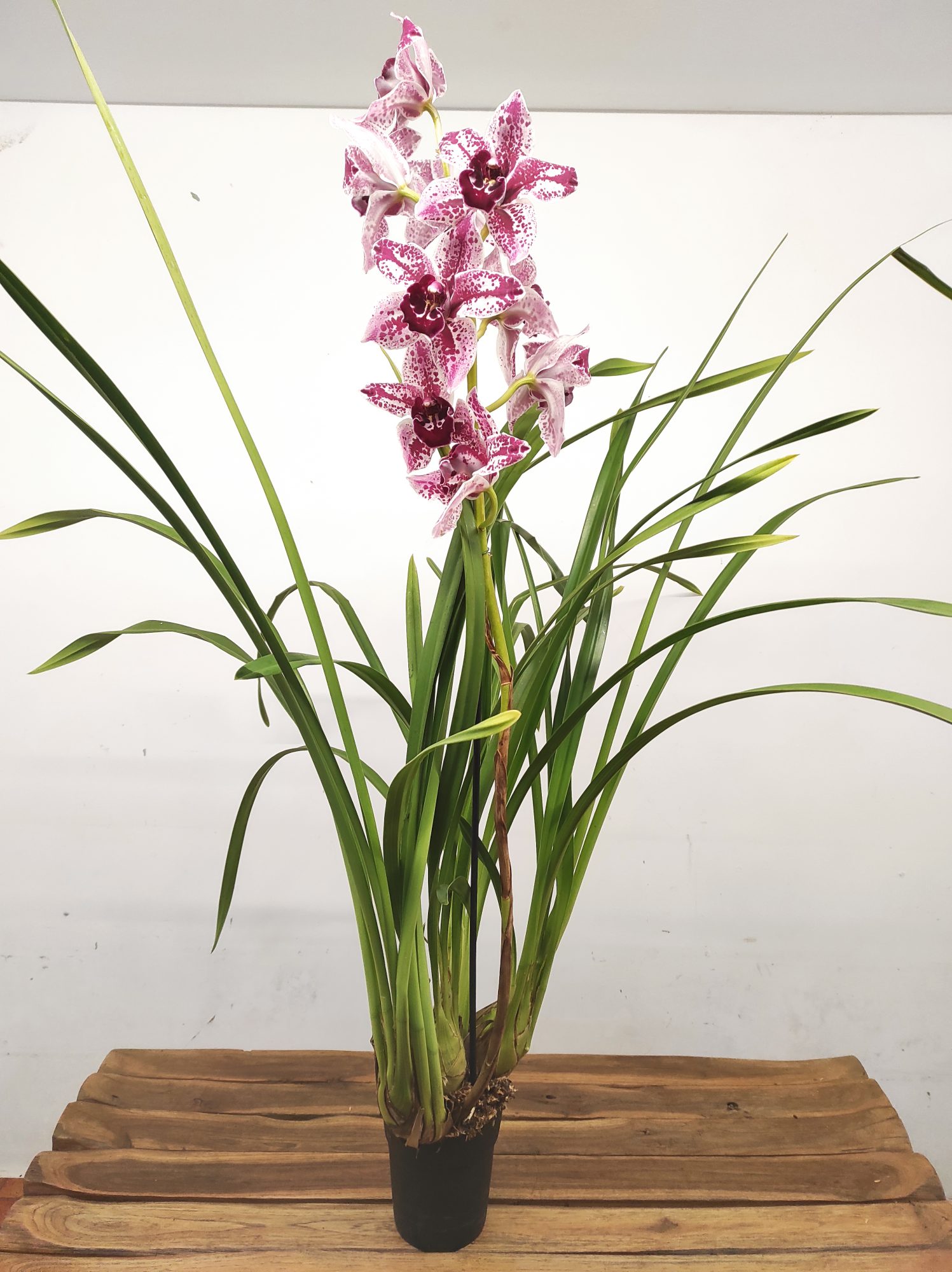 Cymbidium Pink Floyd V.14 - Image 2