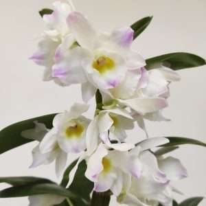 Dendrobium Nobile
