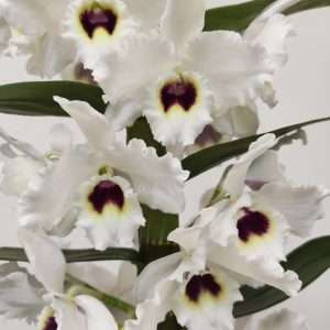 Dendrobium Nobile