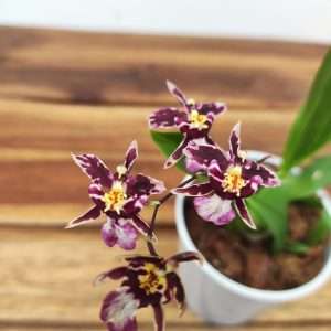 Oncidium Titanium V.9