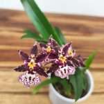 Oncidium Titanium V.9