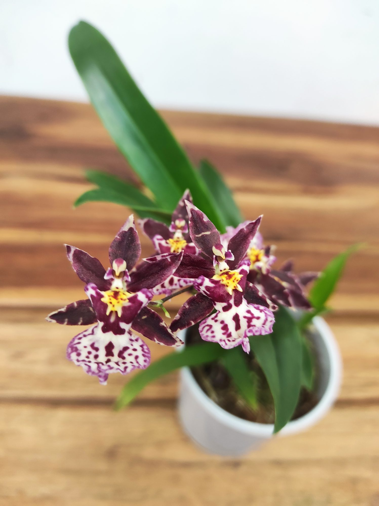 Oncidium Titanium V.9