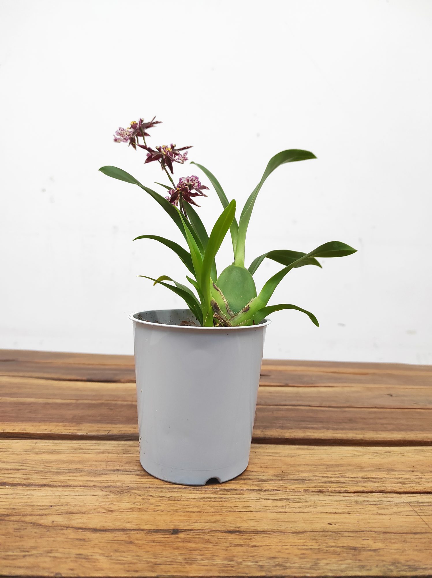 Oncidium Titanium V.9 - Image 2