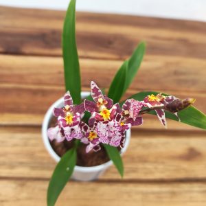 Oncidium Titanium V.9