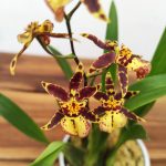 Oncidium Titanium V.9