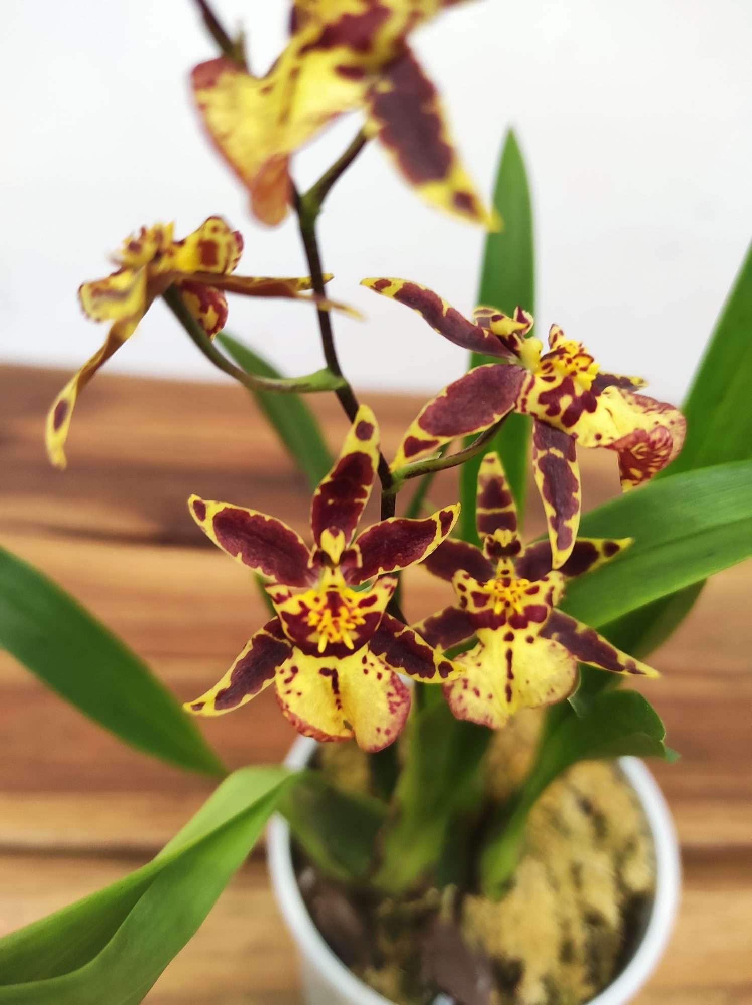 Oncidium Titanium V.9