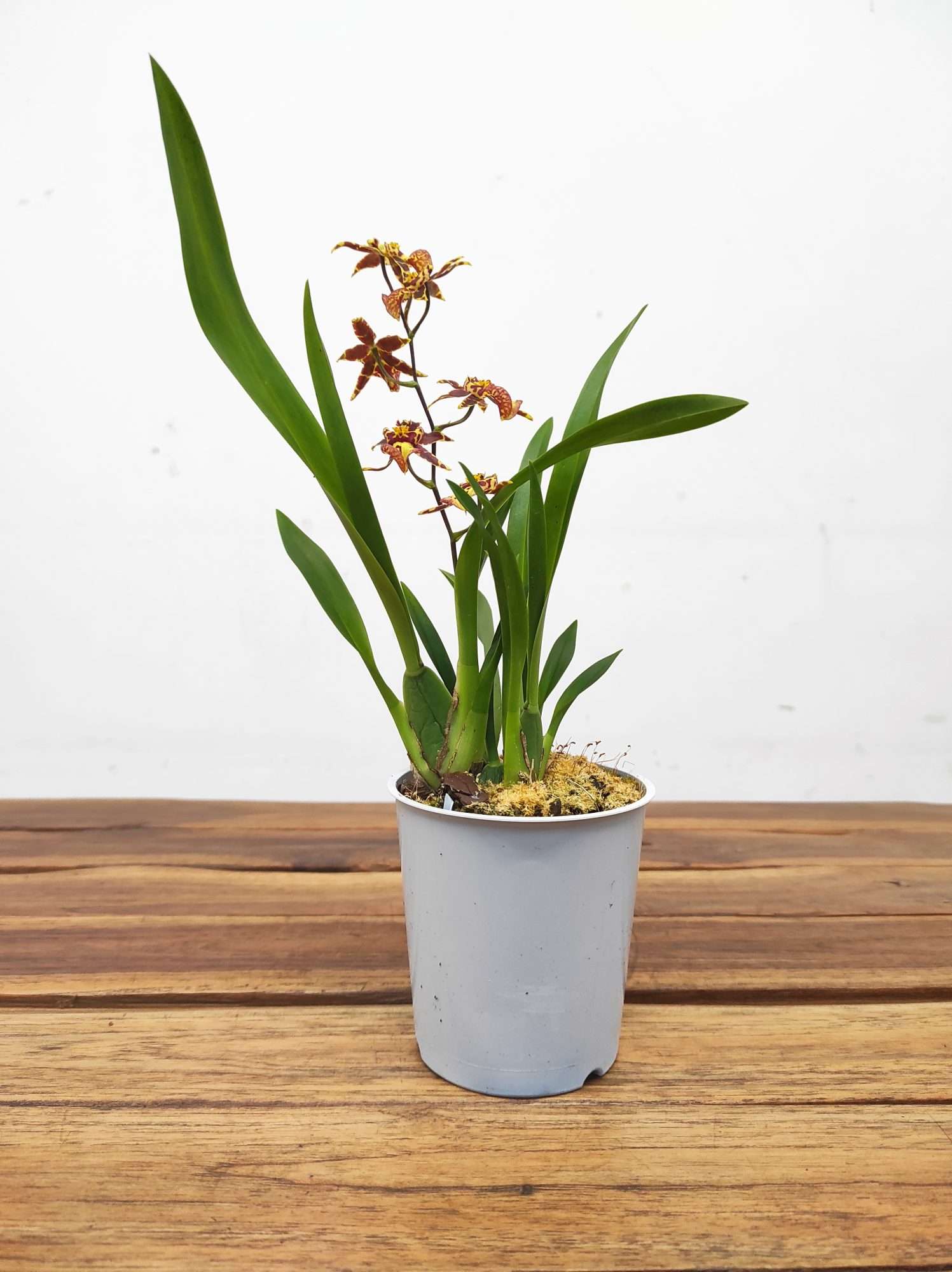 Oncidium Titanium V.9 - Image 2