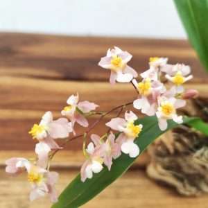 Oncidium Tiny Twinkle - Montagem Cortiça