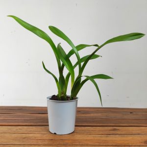 Cambria Sem Flor - V.12