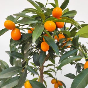 Fortunella Margarita = Kumquat - Laranjeira Anã