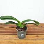 Paphiopedilum Sem Flor V.12