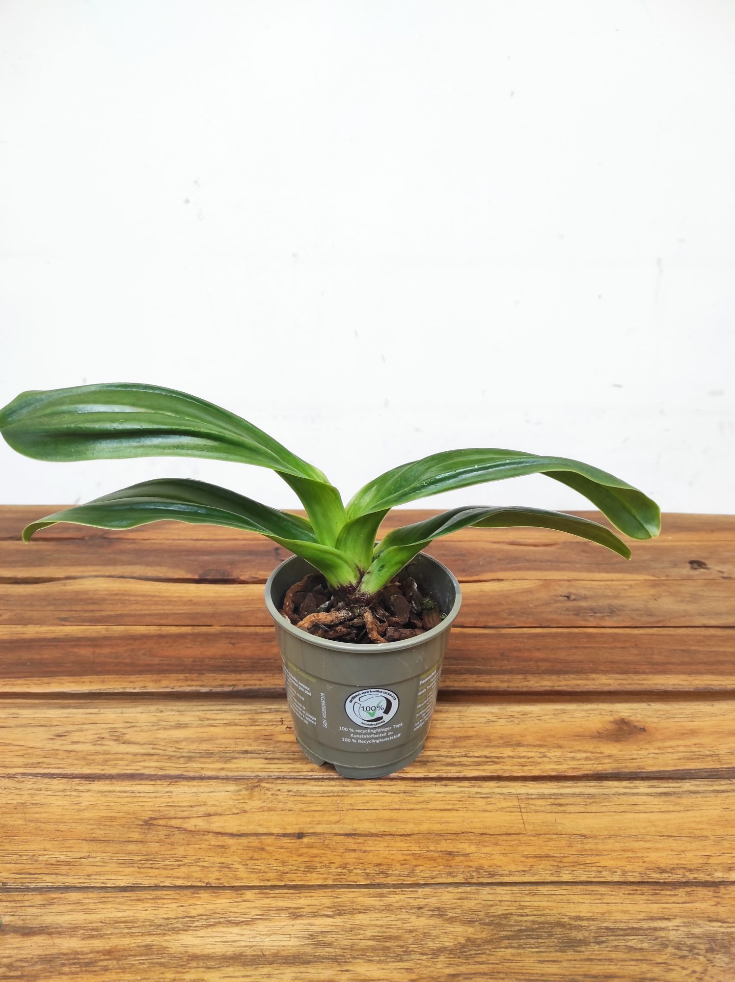 Paphiopedilum Sem Flor V.12