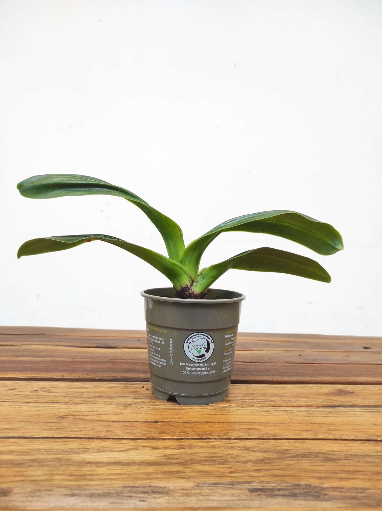 Paphiopedilum Sem Flor V.12 - Image 2