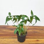 Dendrobium Kingianum