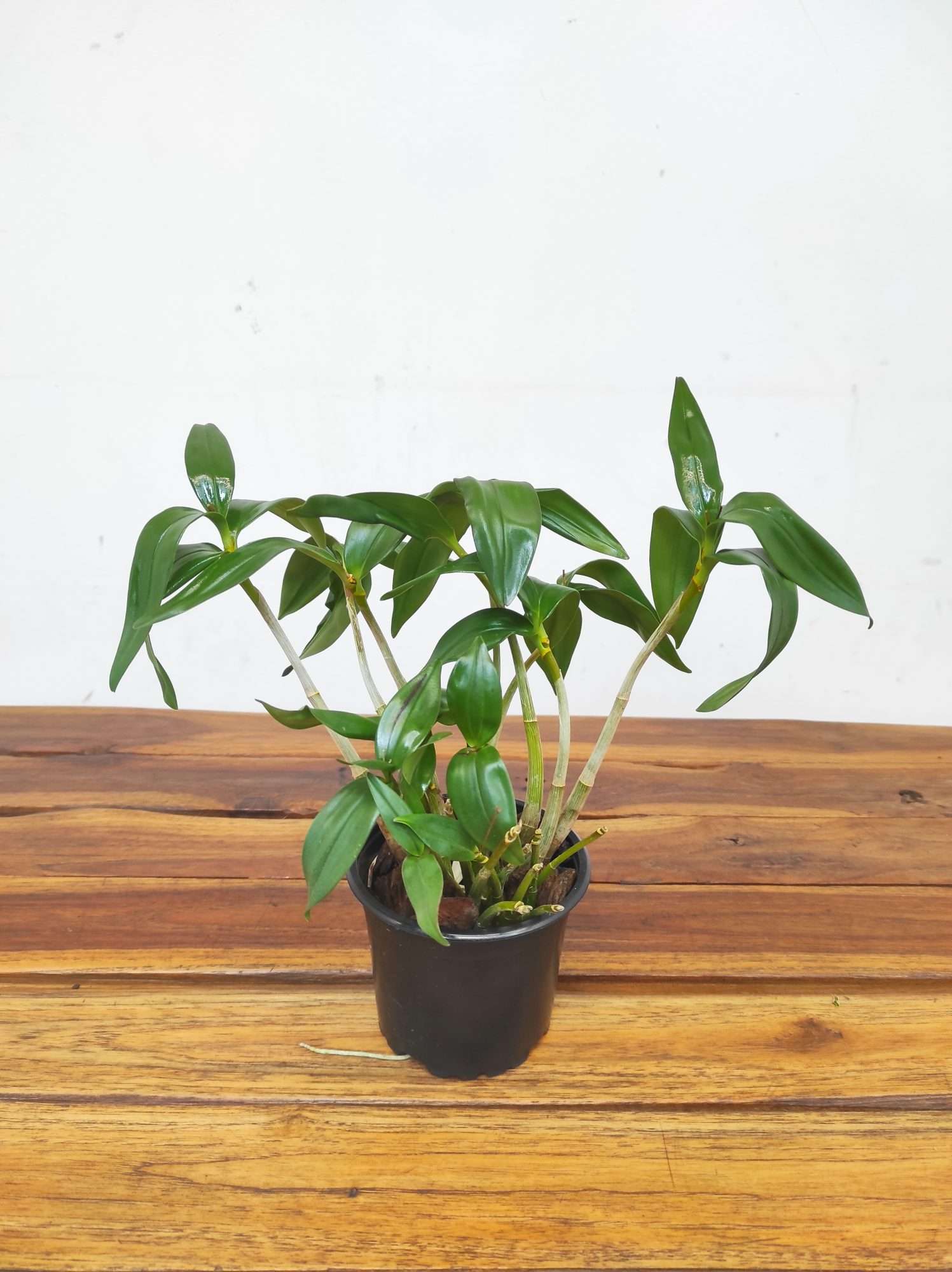 Dendrobium Kingianum