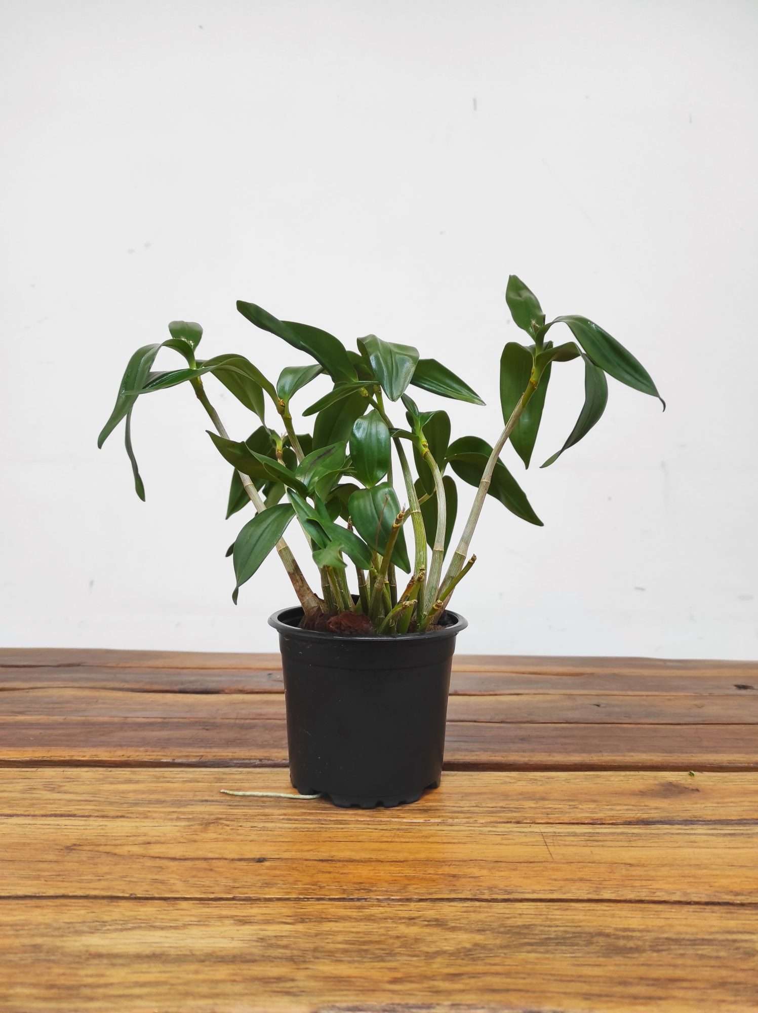 Dendrobium Kingianum - Image 2